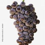 moschofilero vitigno