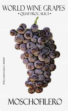 moschofilero vitigno