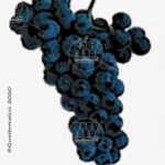 vitigno touriga nacional