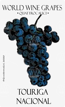 vitigno touriga nacional