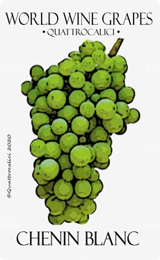 chenin blanc vitigno