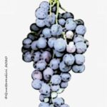 cinsault vitigno