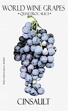 cinsault vitigno