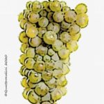 furmint vitigno