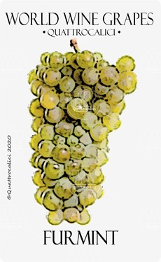 furmint vitigno