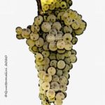 vitigno grenache blanc