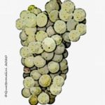 melon de bourgogne vitigno