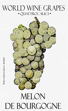 melon de bourgogne vitigno