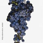 petite syrah vitigno