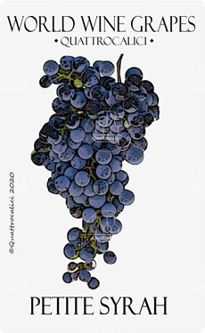 petite syrah vitigno