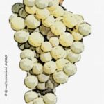 picpoul vitigno