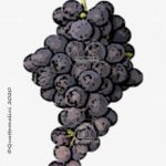 pinotage vitigno