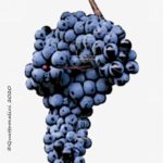 tannat vitigno