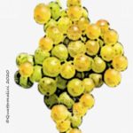 torrontes vitigno