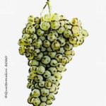 verdejo vitigno