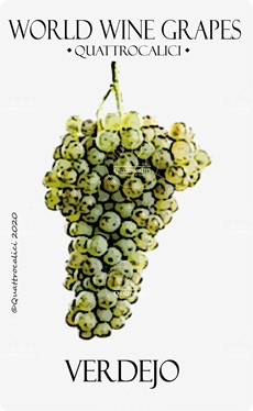 verdejo vitigno