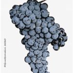 zinfandel vitigno