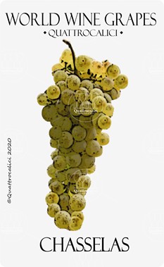 chasselas vitigno