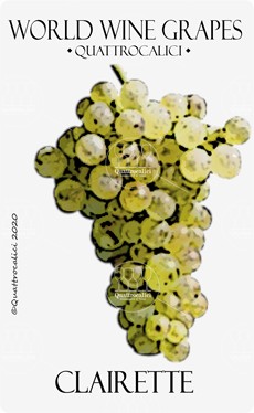 clairette vitigno