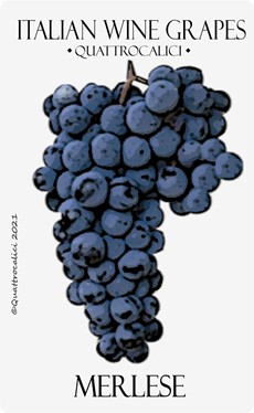 merlese vitigno