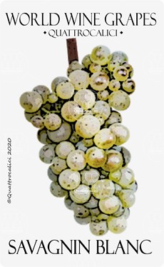 savagnin blanc vitigno