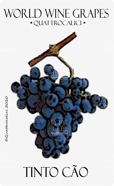 tinto cao vitigno