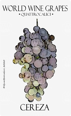 cereza vitigno