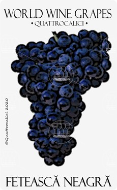 feteasca neagra vitigno
