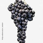 moscato d'amburgo vitigno