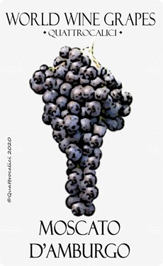 moscato d'amburgo vitigno