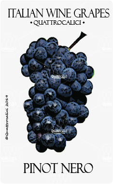 pinot nero vitigno