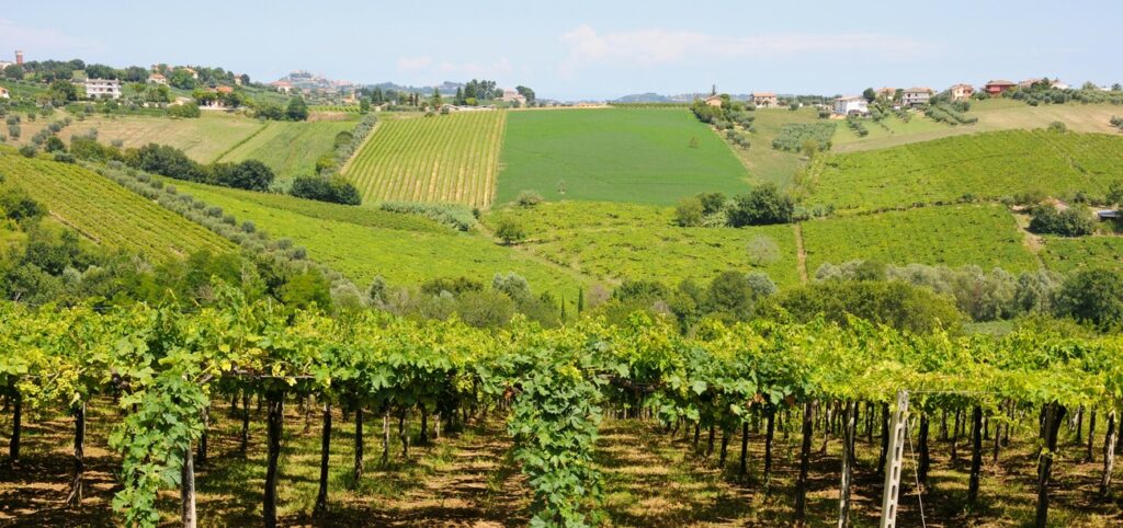 Il vino in Abruzzo