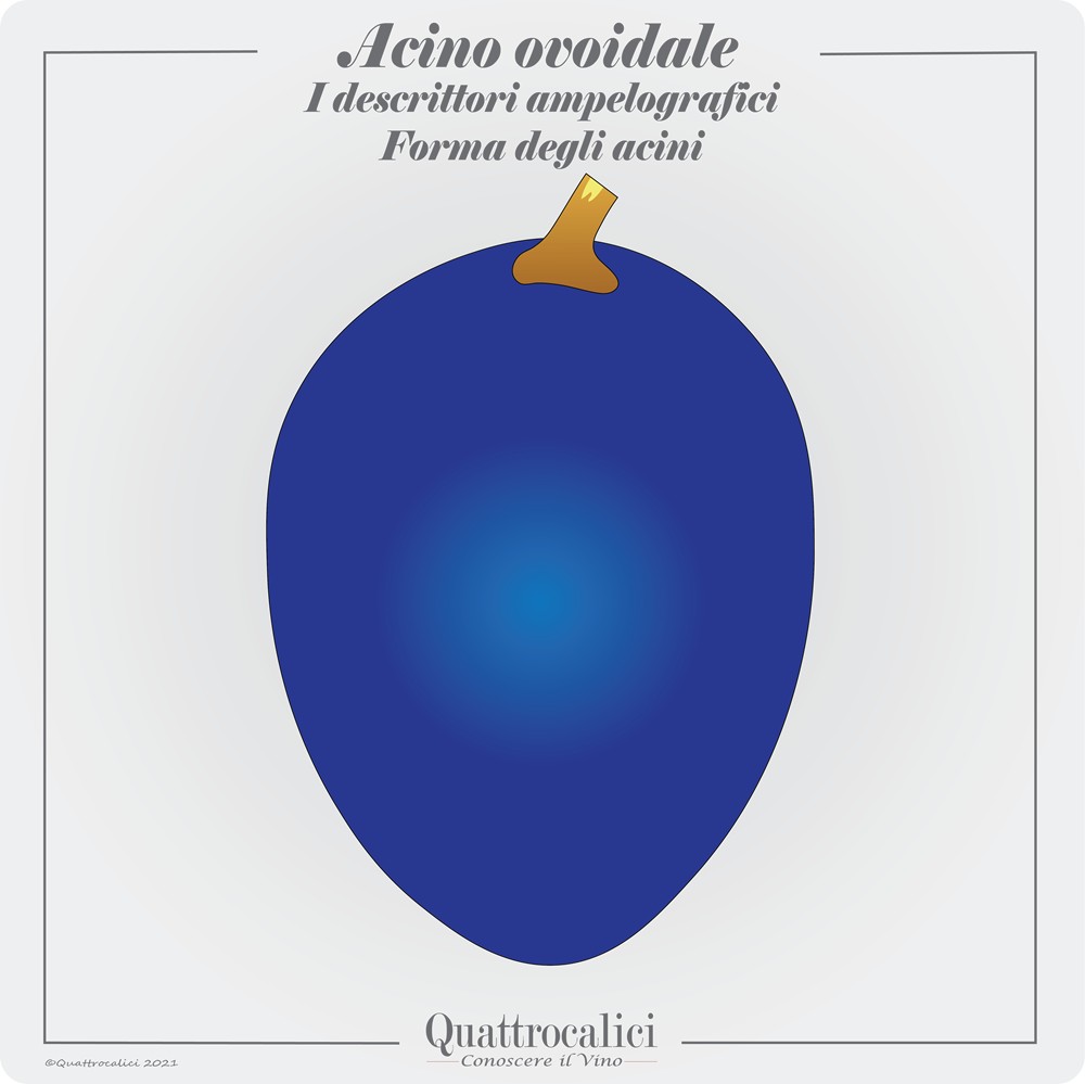 acini forma ovoidale