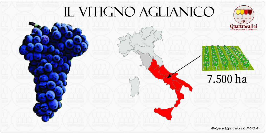 aglianico vitigno