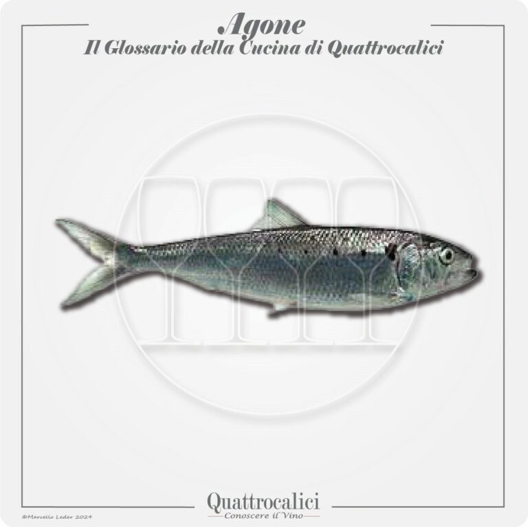 L'agone in cucina e con i vini
