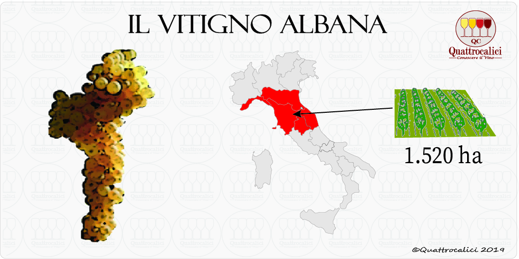 albana vitigno