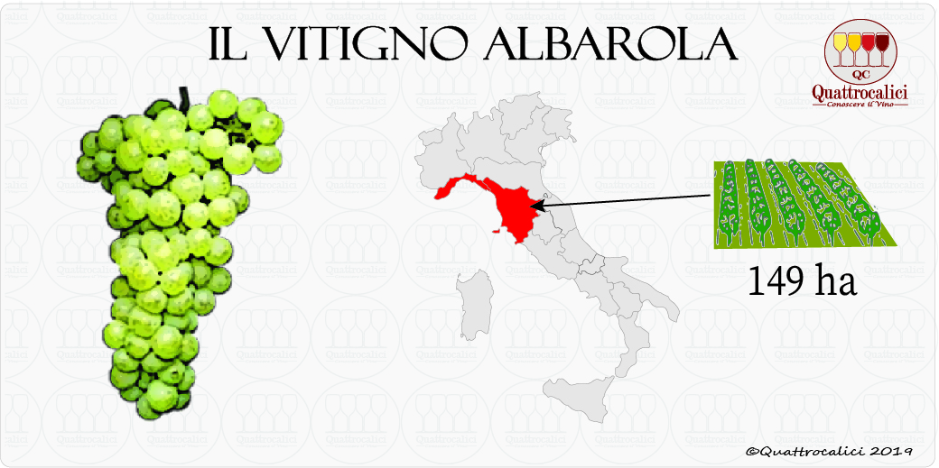 albarola vitigno