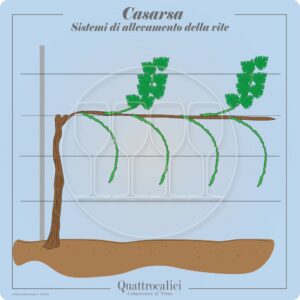 casarsa allevamento vite