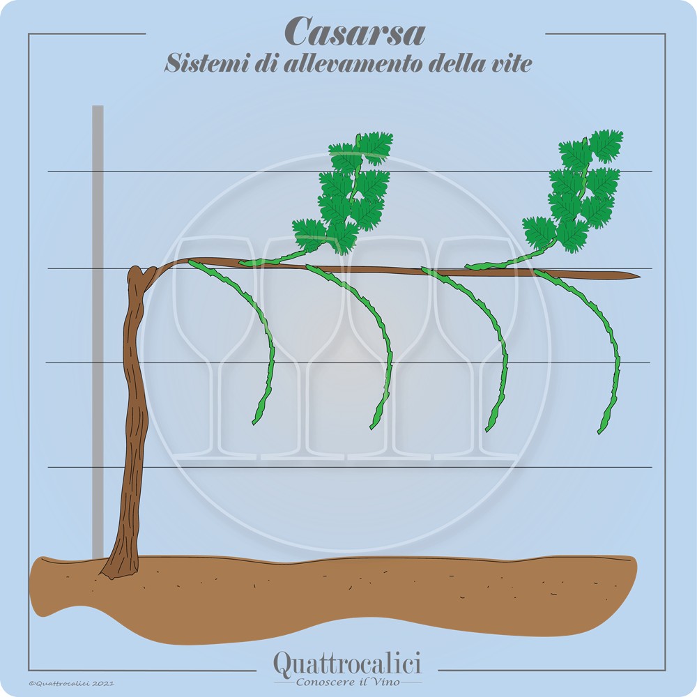 casarsa allevamento vite