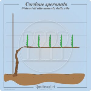 cordone speronato allevamento vite