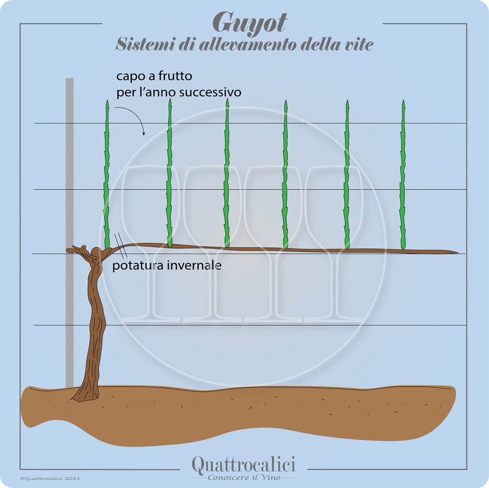 guyot allevamento vite