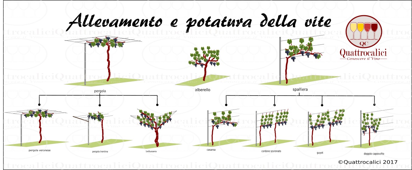 allevamento e potatura della vite