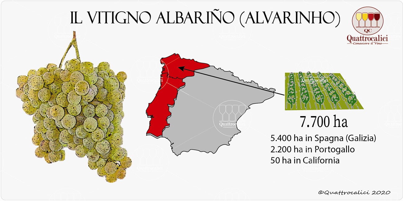 albariño vitigno