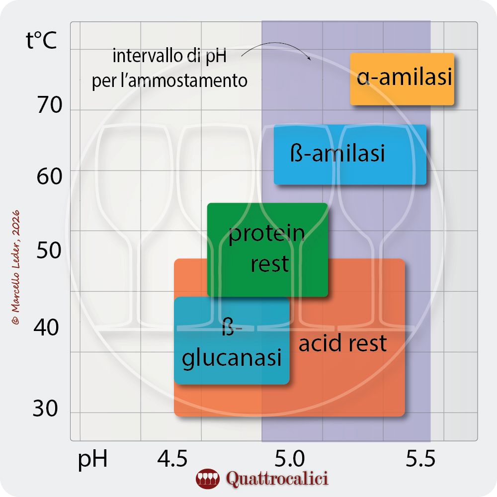 Profili di pH e temperatura durante l'ammostamento