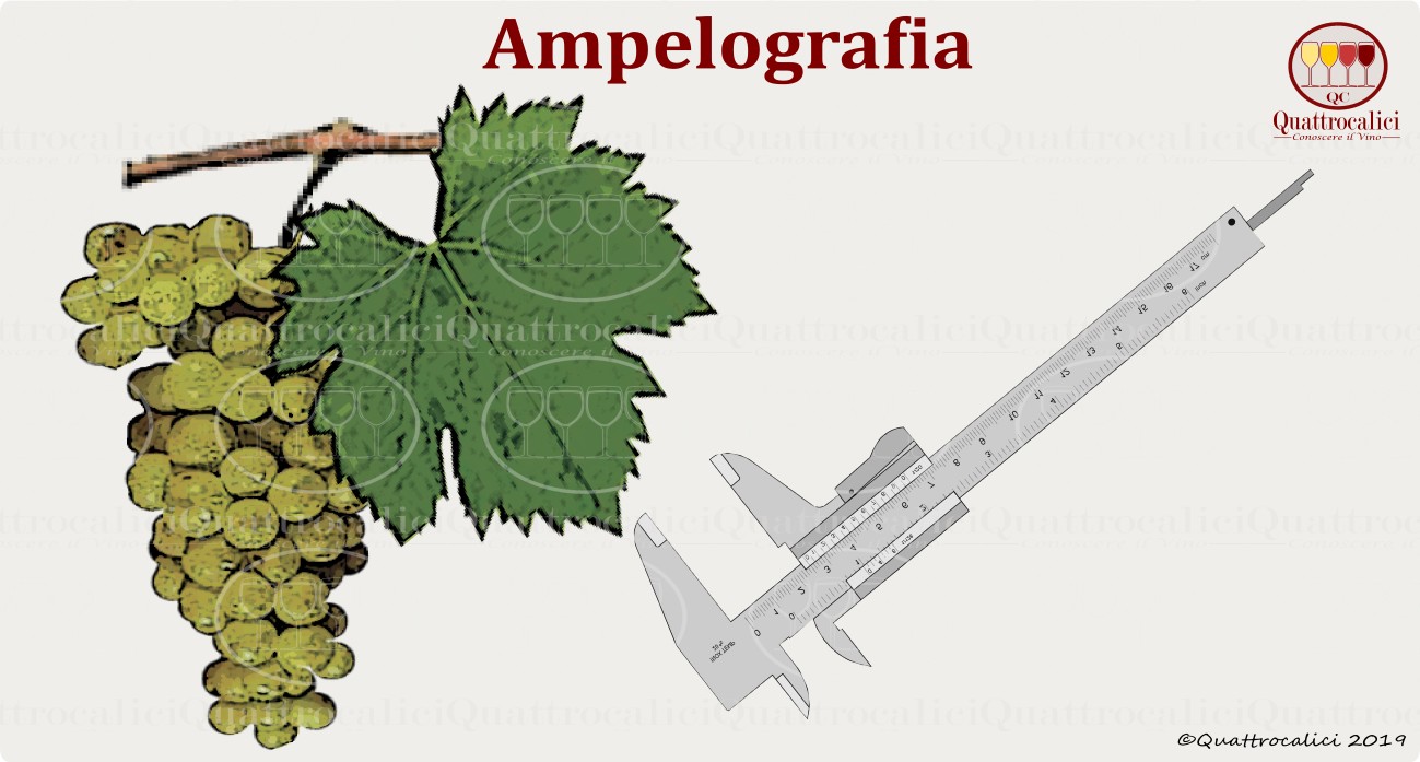 ampelografia