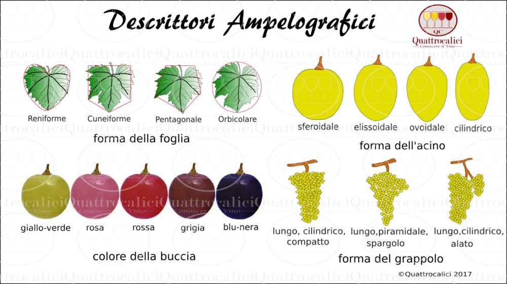 ampelografia-descrittori