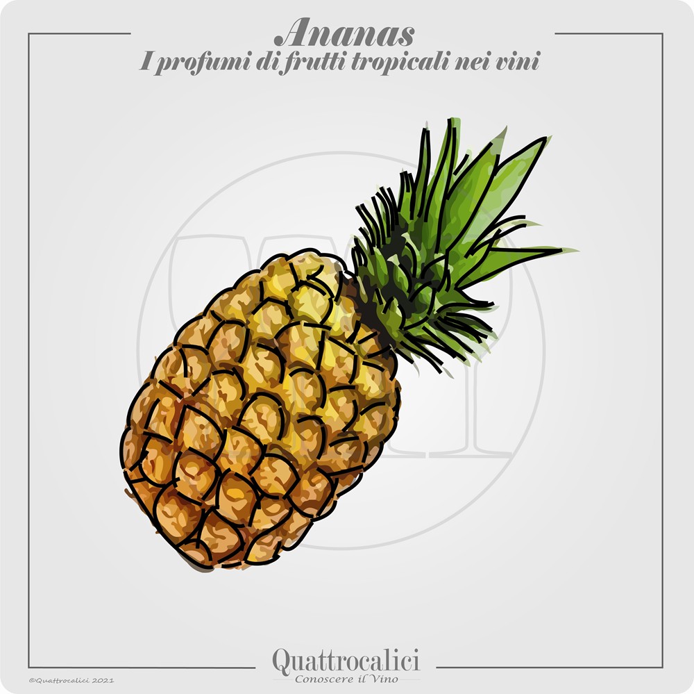 Il profumo di ananas nei vini