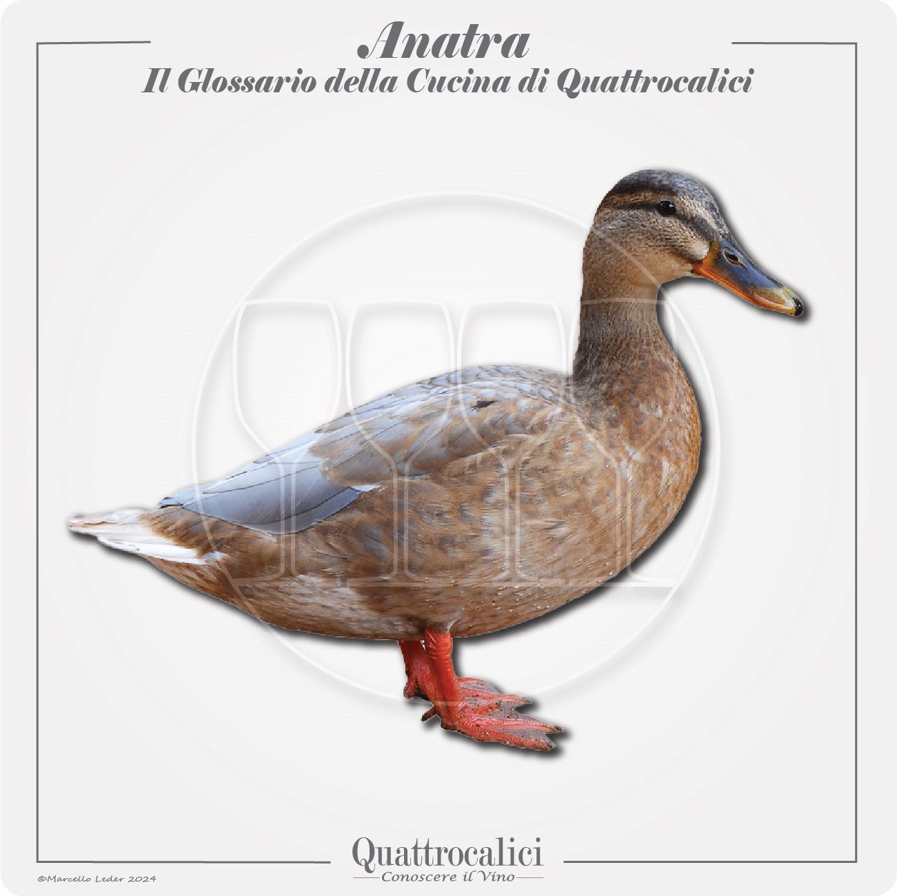 L'anatra in cucina e con il vino
