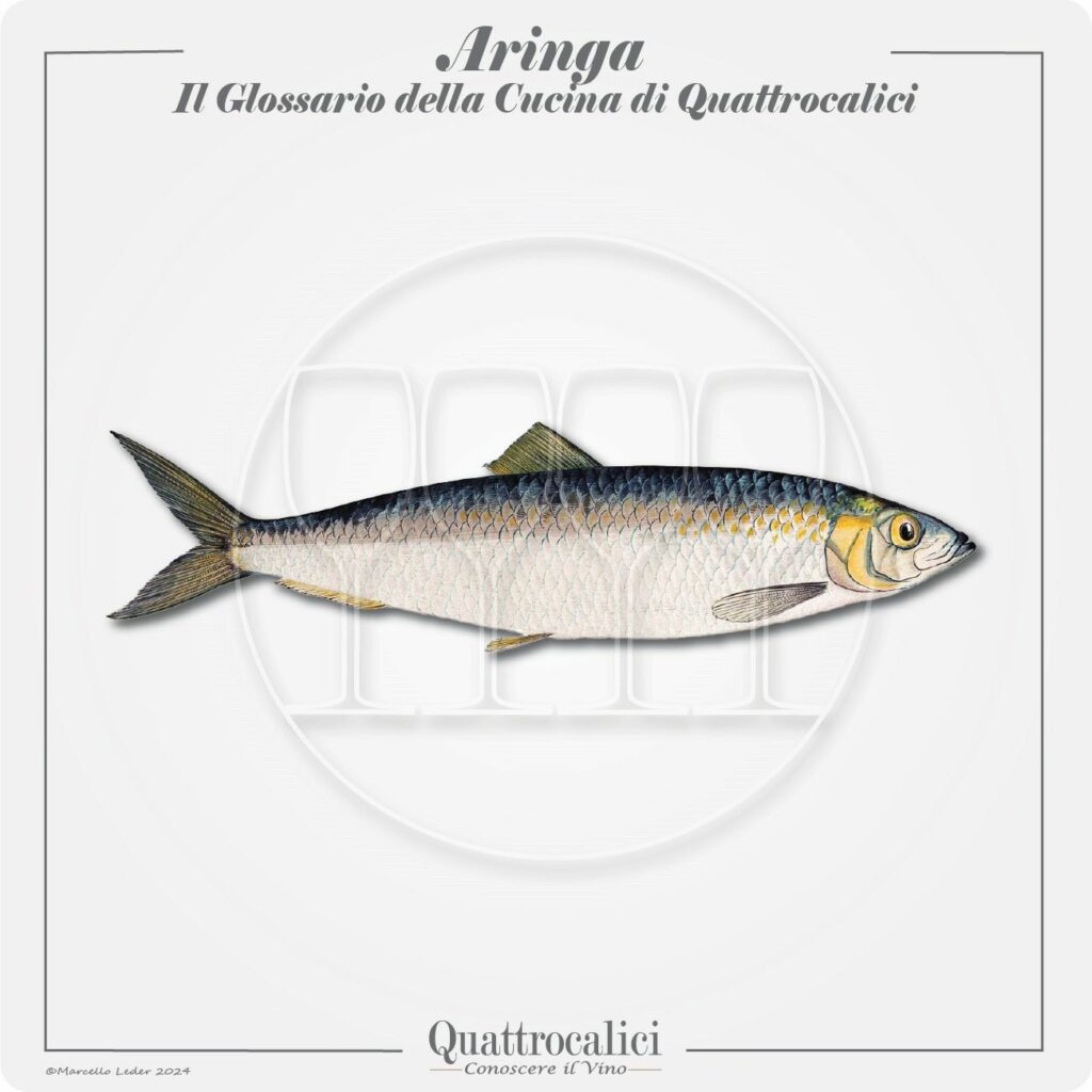 le aringhe in cucina e con il vino