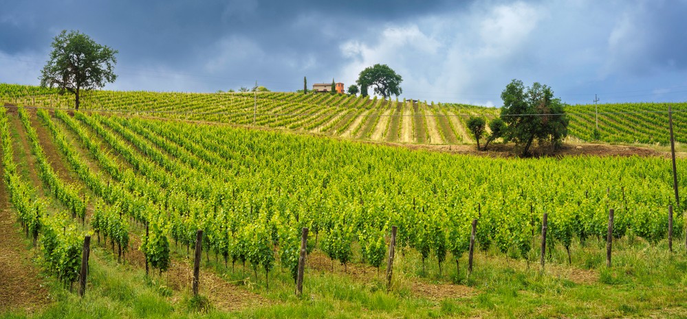 provincia ascoli piceno vino